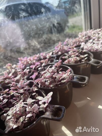 Коллизия розовая пантера