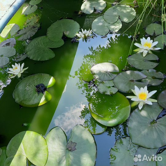 Водяная лилия