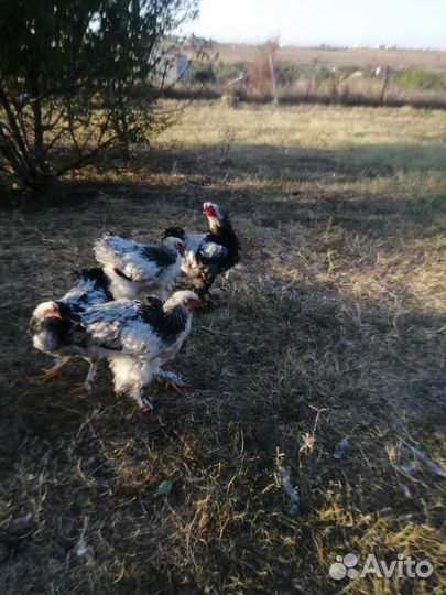 Петух брама