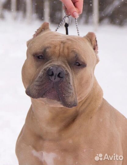 Американский булли вязка