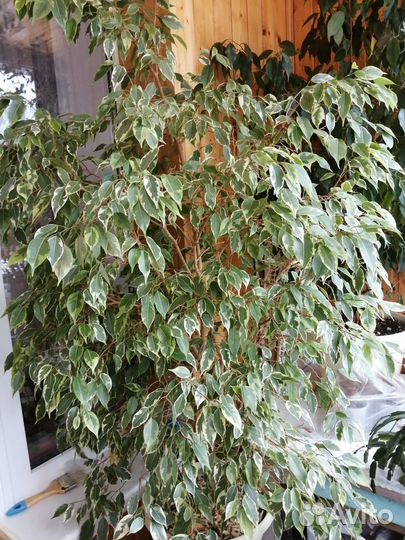 Фикус бенджамина 140 см