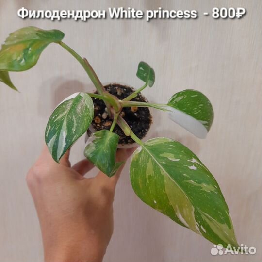 Филодендрон magic mask, белая принцесса, marniera