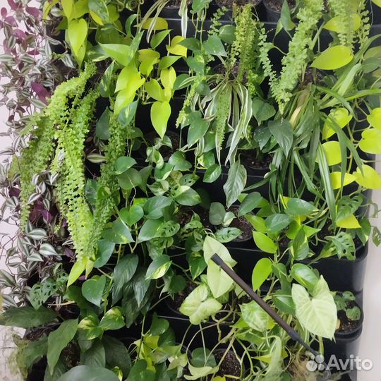 Фитостена живая