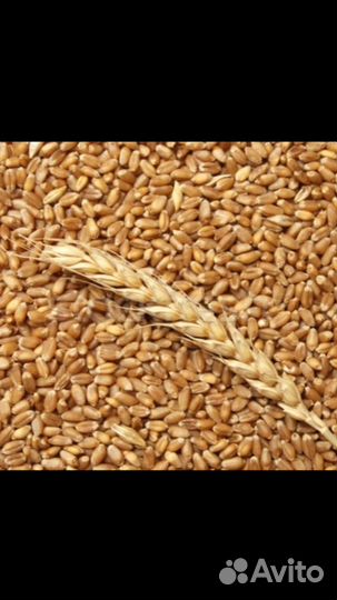 Зерно пшеница ячмень кукуруза