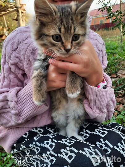 Котята в добрые руки бесплатно