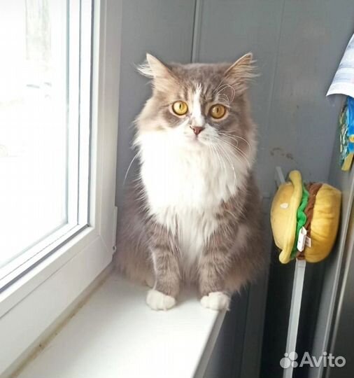 Кошка в добрые руки