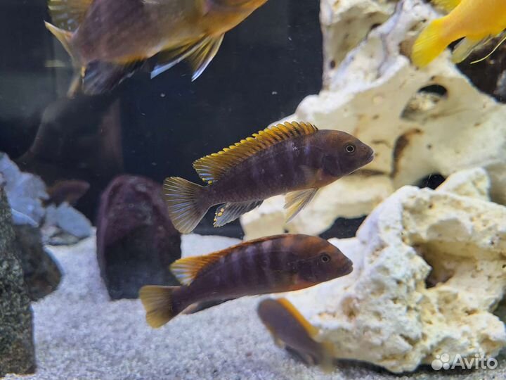 Кимпума Ред