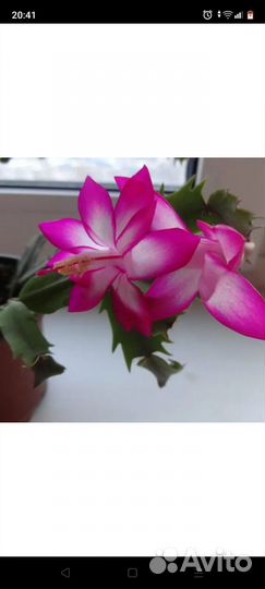 Декабрист шлюмбергера