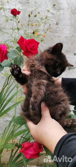 Коричневая пушистая девочка котенок