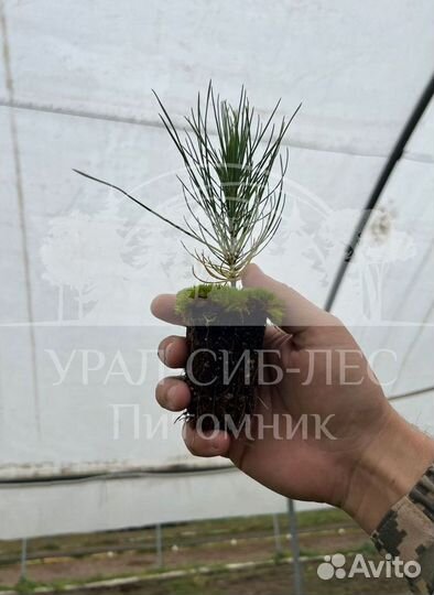 Лиственница Сибирская зкс сеянцы