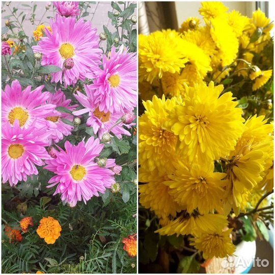 Многолетние цветы