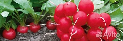 Семена Редиса 