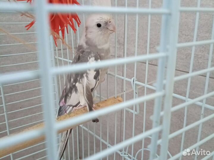 Кореллы самец без щёкий