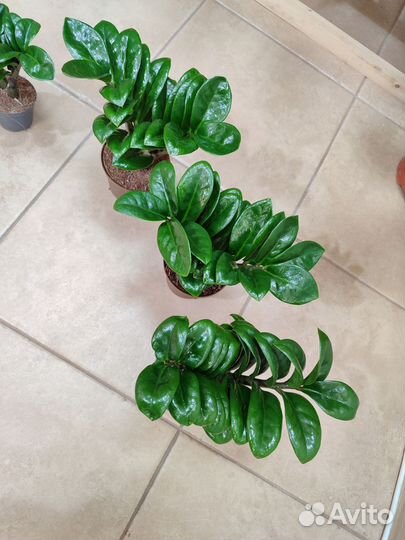 Замиокулькас Зензи