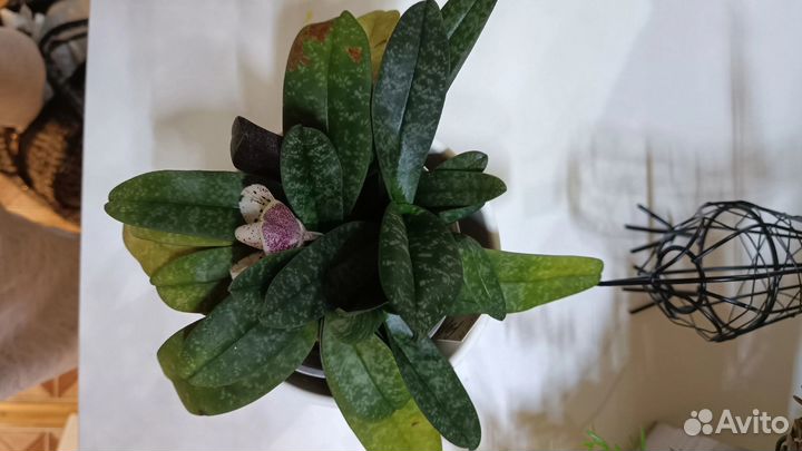 Продам Пафеопедилум