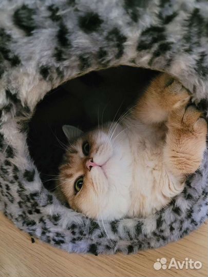 Кот на вязку Шотландец страйт