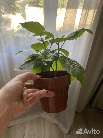 Филодендрон Green Princess, Гибискус, Фикус