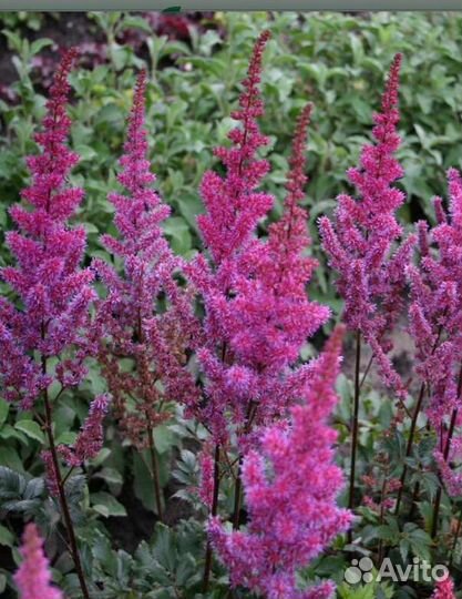 Астильба, взрослые кусты