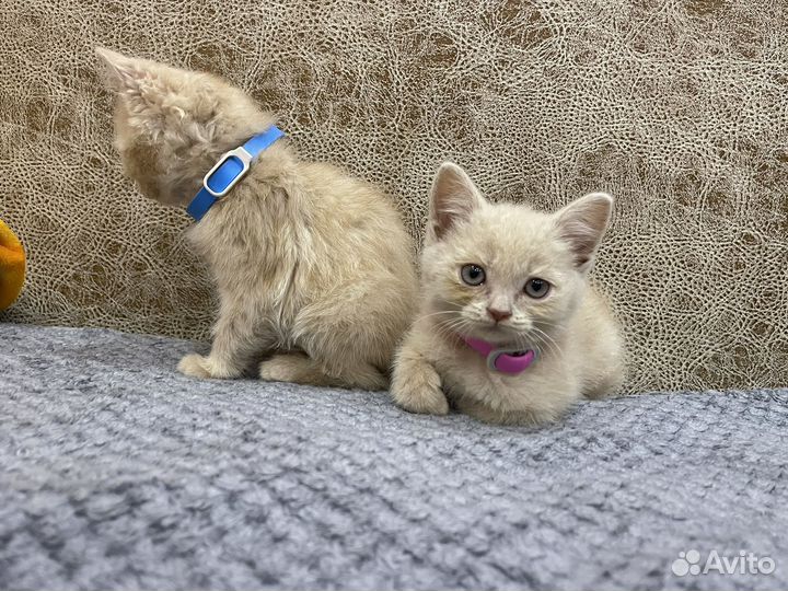 Кот и кошечка