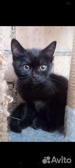 Котенок мальчик