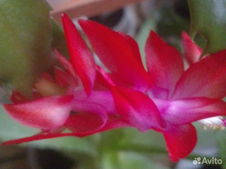 Цветы комнатные