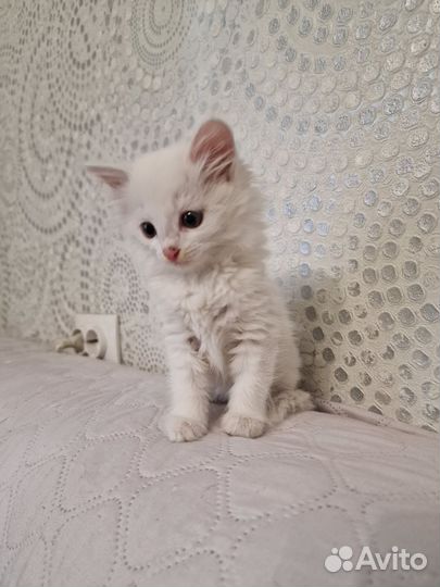 Котята в добрые руки приучены к лотку