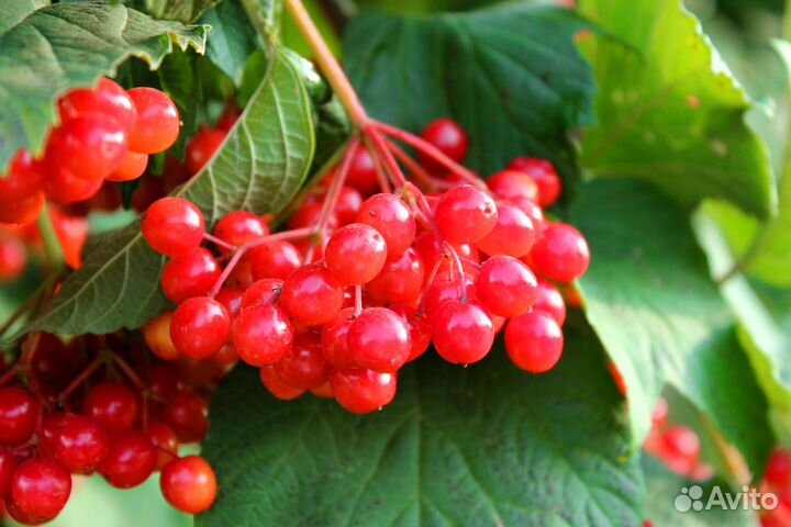 Калина красная ягоды