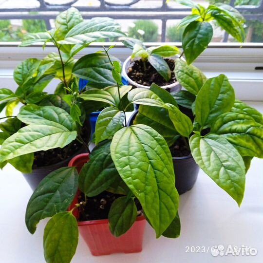 Комнатные цветы