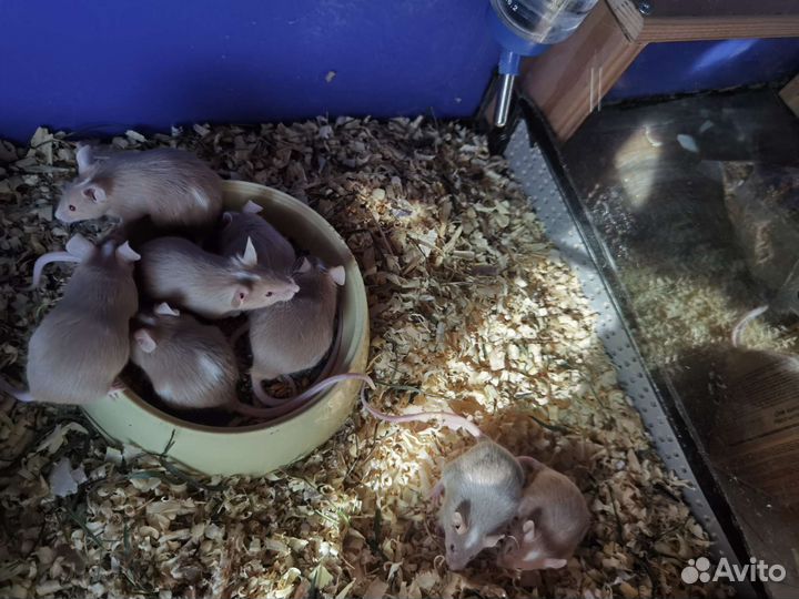 Декоративные и кормовые мыши