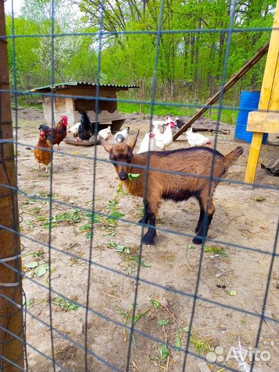 Козлята альпочехи