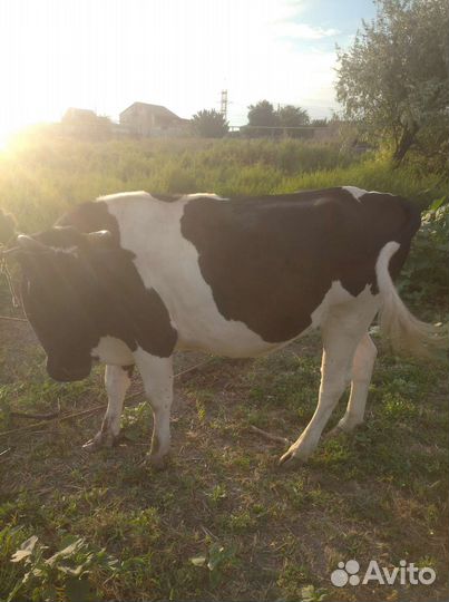 Черно пёстрая корова