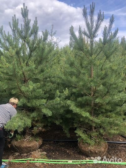 Сосна обыкновенная