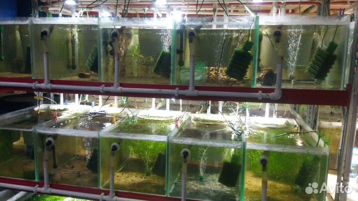 Продам (сдам в аренду) рыборазводню