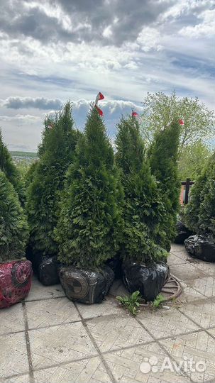 Туя смарагд