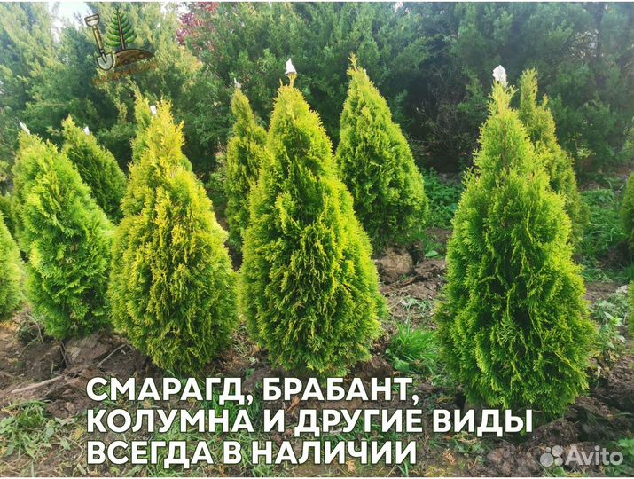 Туя колумна 1.7 м