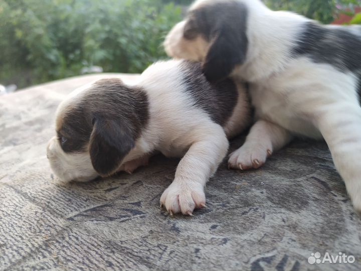 Щенки бигль