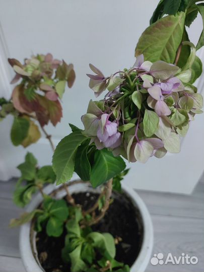 Комнатные цветы