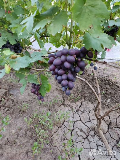 Саженцы винограда