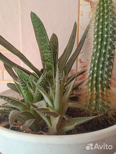 Кактусы и суккуленты