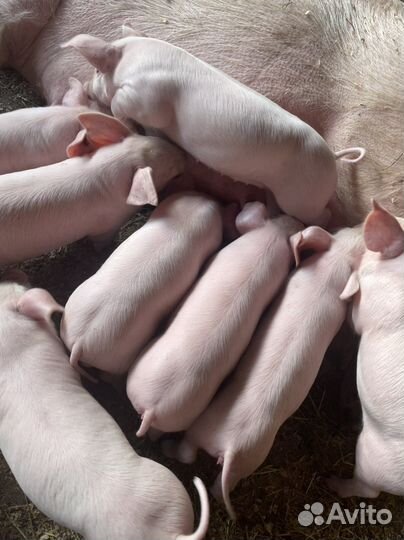 Поросята породы см 1