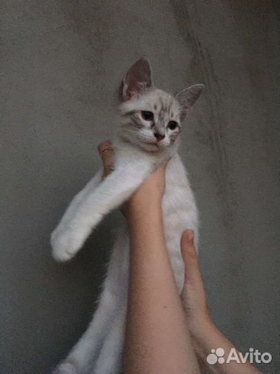 Кошка в дар бесплатно