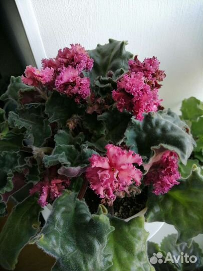 Цветущие сортовые фиалки