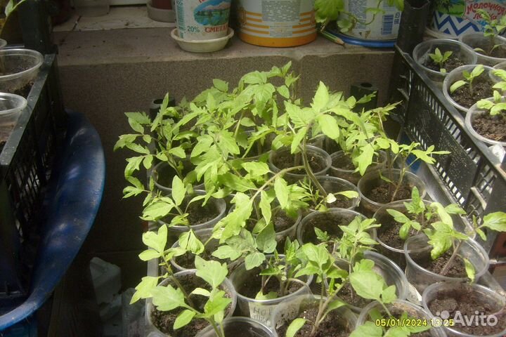 Рассада помидор