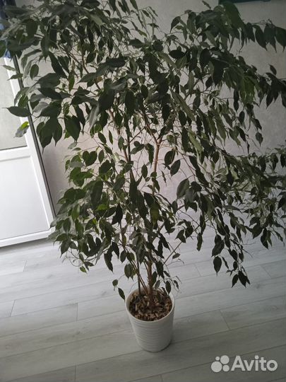 Комнатные цветы