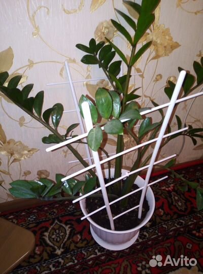 Продам цветы комнатные