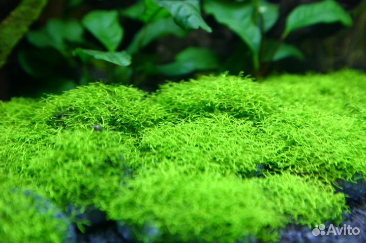 Мох Риччия плавающая, меристемный