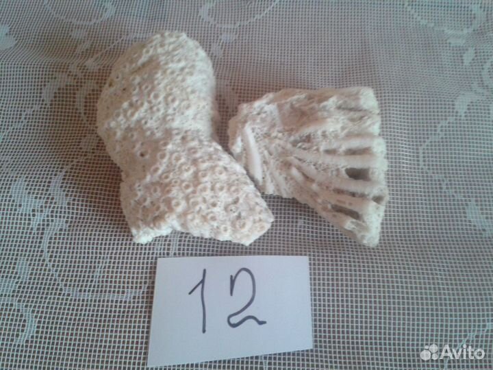 Ракушки раковины камни