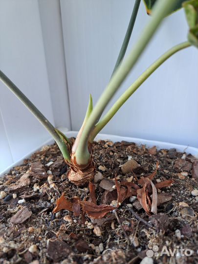 Антуриум Clarinerium