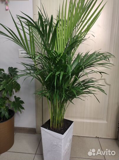 Пальма арека дипсис хризолидокарпус в кашпо