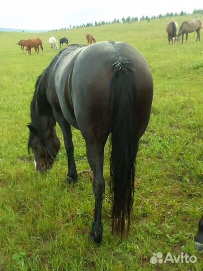 Кобылы с жеребятами (полутяжики)